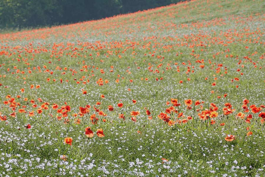 papavers in een vlasveld