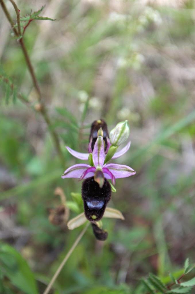 Ophrys crabonifera