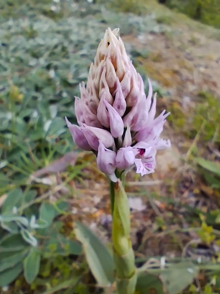 Orchis Italia