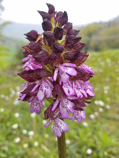 orchis purpurea