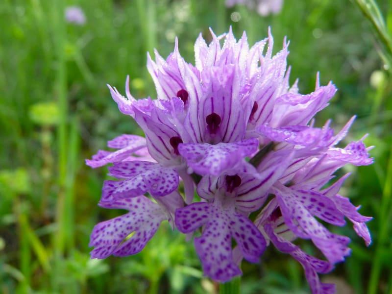 Orchis tridentata