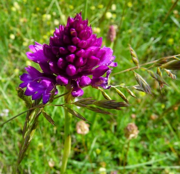 Anacamptis pyramidalis