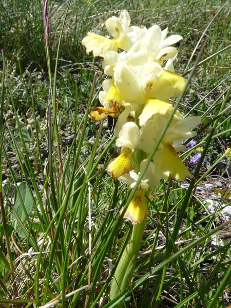 orchis pauciflora